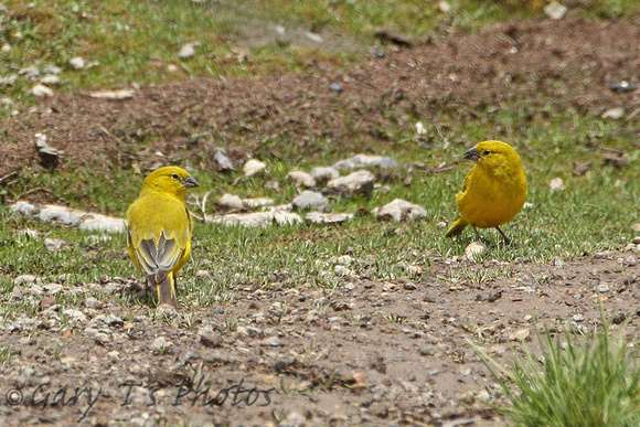 Puna Yellow-finch (Pair)