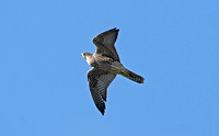 Peregrine Falcon (Juvenile)