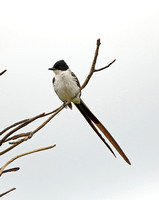 Fork-tailed Flycatcher (Adult)