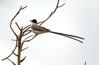 Fork-tailed Flycatcher (Adult)