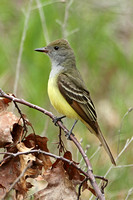 Great Crested Flycatcher (Adult)