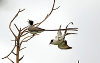 Fork-tailed Flycatcher (Pair)