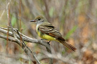 Great Crested Flycatcher (Adult)