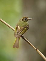 Sepia-capped Flycatcher