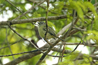 Grey-crowned Flycatcher