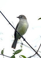Mouse-coloured Tyrannulet