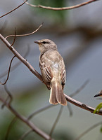 Suiriri Flycatcher (Adult)