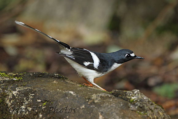 Slaty-backed Forktail