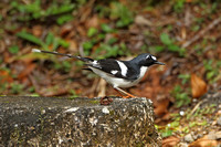 Slaty-backed Forktail