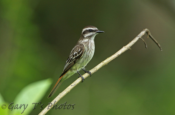 Variagated Flycatcher