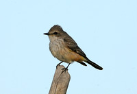 Vermillion Flycatcher (Female)