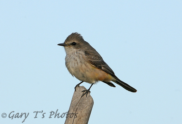 Vermillion Flycatcher (Female)