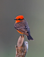 Vermillion Flycatcher (Male)