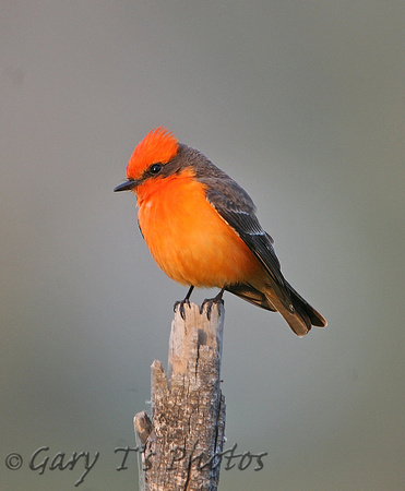 Vermillion Flycatcher (Male)