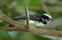 White-browed Fantail