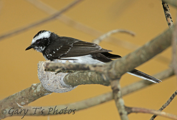 White-browed Fantail