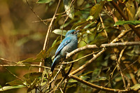 Verditer Flycatcher (Female)