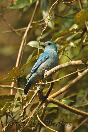 Verditer Flycatcher (Female)