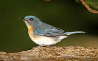 Tickells Blue Flycatcher (Female)