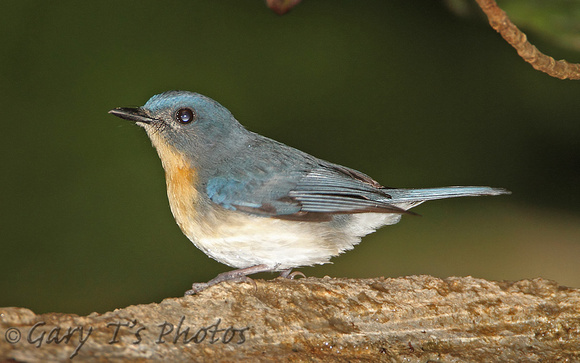 Tickells Blue Flycatcher (Female)