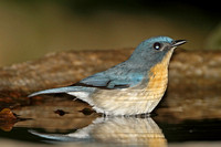 Tickells Blue Flycatcher (Female)