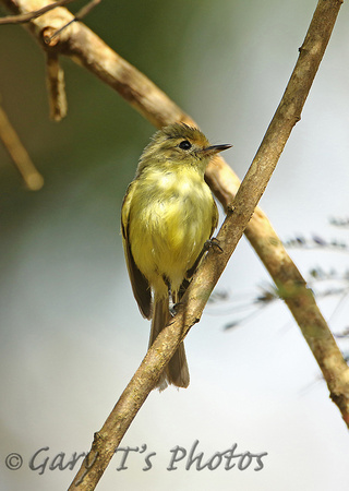 Minas Gerais Tyrannulet