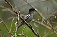White-winged Becard (Male)