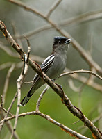 White-winged Becard (Male)