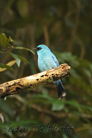 Verditer Flycatcher (Male)