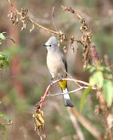 Grey Silky-flycatcher (Male)