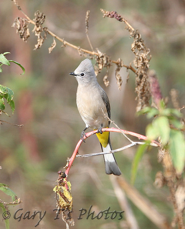 Grey Silky-flycatcher (Male)