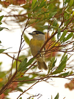 Green-backed Becard (Male)