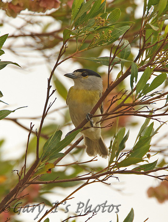 Green-backed Becard (Male)