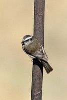 White-browed Chat-tyrant