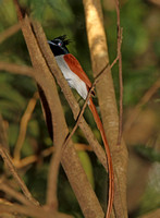 Sri Lanka Paradise Flycatcher