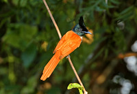 Sri Lanka Paradise Flycatcher (Immature Male)