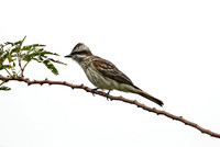 Variagated Flycatcher