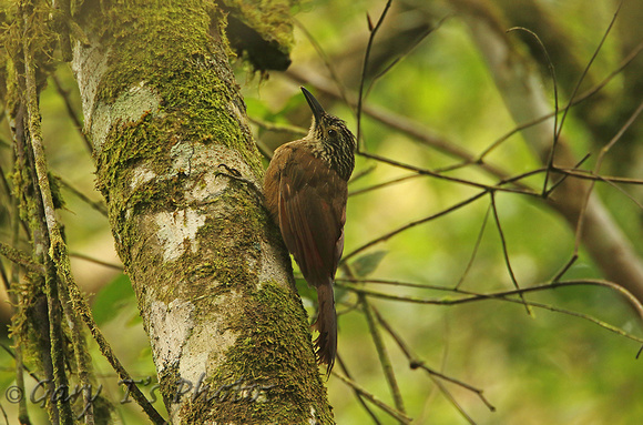 Planalto Woodcreeper