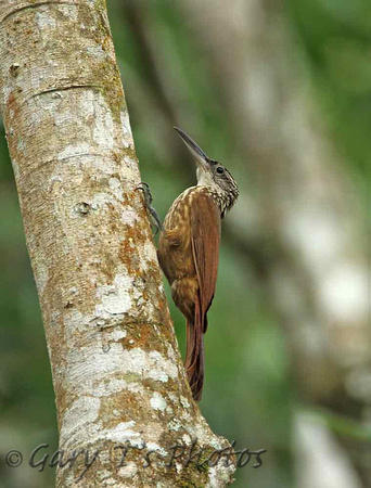 Buff-throated Woodcreeper