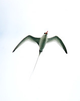 Red-billed Tropicbird