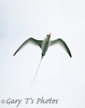 Red-billed Tropicbird