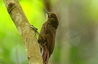 Plain-winged Woodcreeper