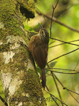 Planalto Woodcreeper