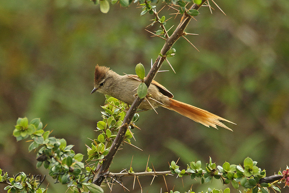 Brown-capped Tit-spinetail