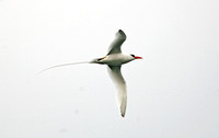 Red-billed Tropicbird