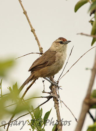 Common Thornbird