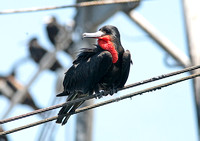 Magnificent Frigatebird