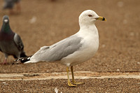Ring-billed Gull (Adult Moulting)