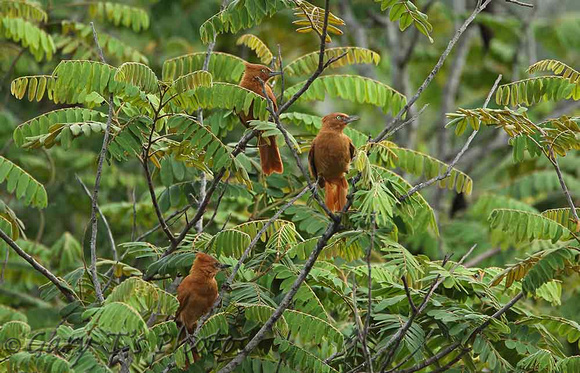 Caatinga Cacholote