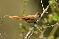Brown-capped Tit-spinetail